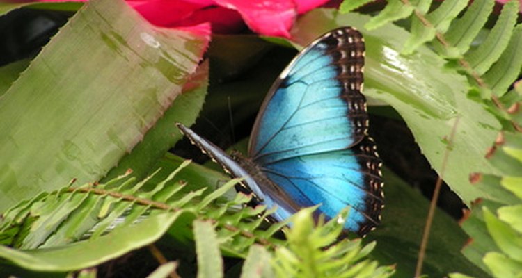 Aun cuando todas las mariposas azules son maravillosas, la más impresionante es la morfo azul.