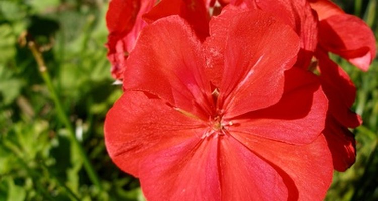 Los geraniums ofrecen colores vibrantes en cestas colgantes en verano.
