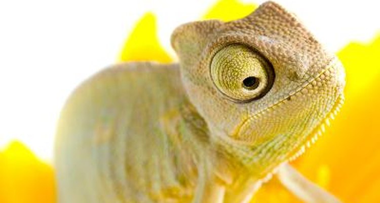 Los camaleones cambian de color según su estado de ánimo.