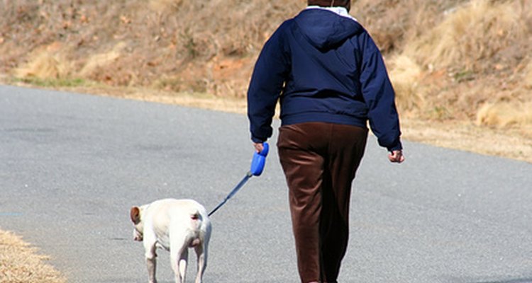 Muchas personas contratan un paseador de perros para ejercitar sus mascotas.