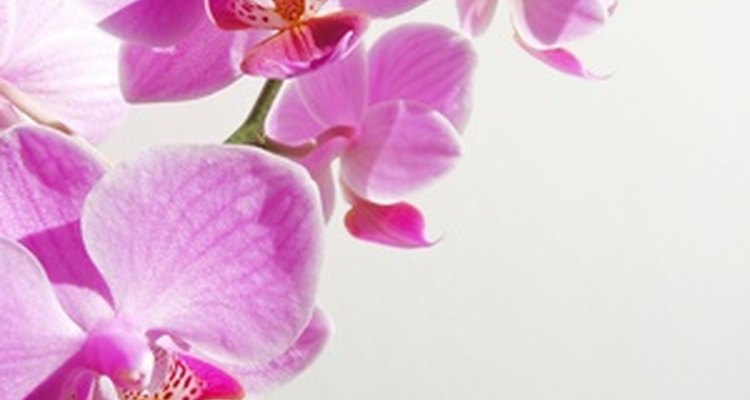 Los detalles de orquídeas se magnifican bajo el agua.