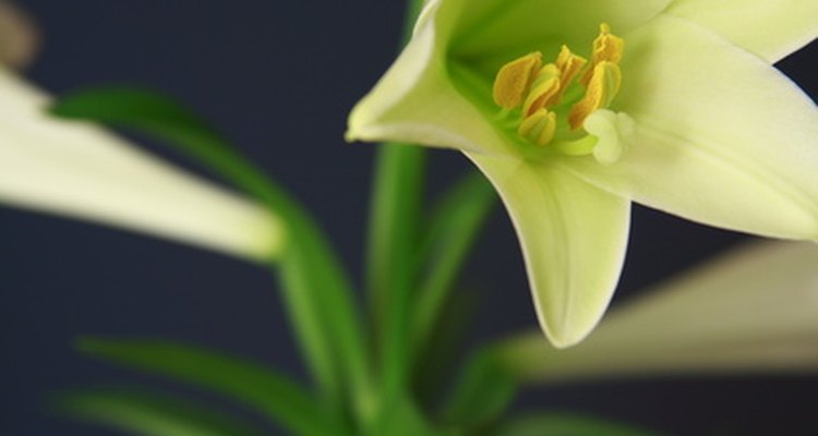 One of the most popular lilies is the Easter lily.