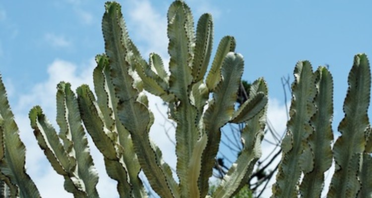 Candelabro Euphorbia.
