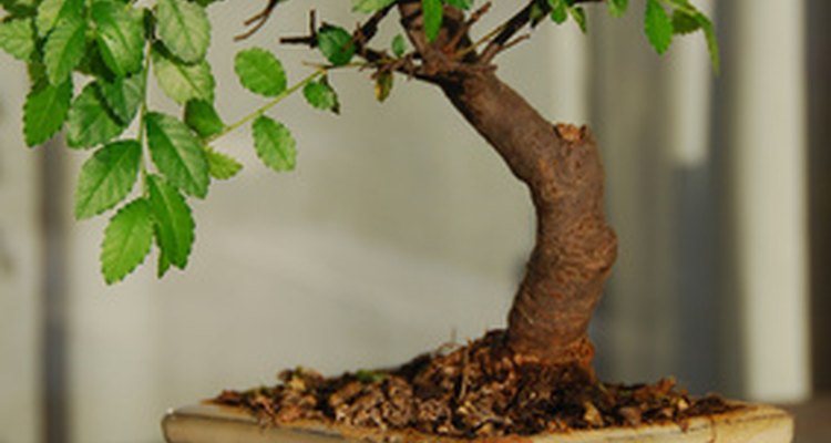 Os bonsais podem dar um toque a mais na sua casa