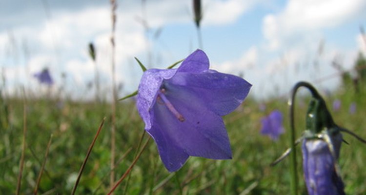 Bluebells