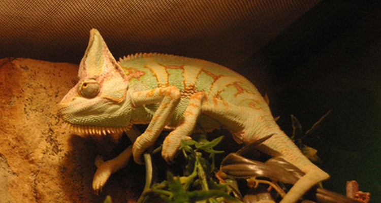 Chameleons are one of many arboreal reptiles.