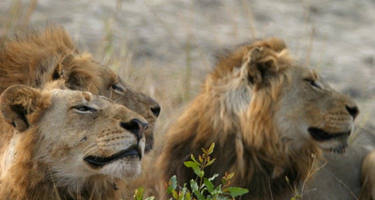 Leões têm um sistema respiratório de duas vias