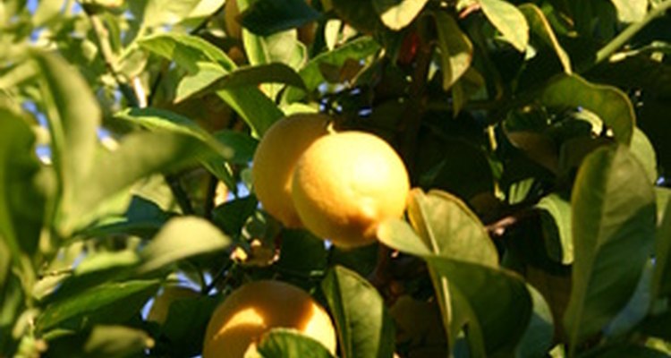 Leva muitos anos para uma laranjeira produzir frutos