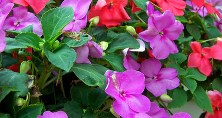 Las impatiens de Nueva Guinea pueden tener un follaje purpúreo.