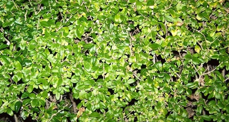 Privet hedges may be attractive but could be toxic to your pets.