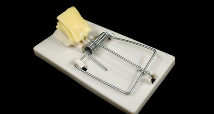 Mousetraps can be used to catch shrews.