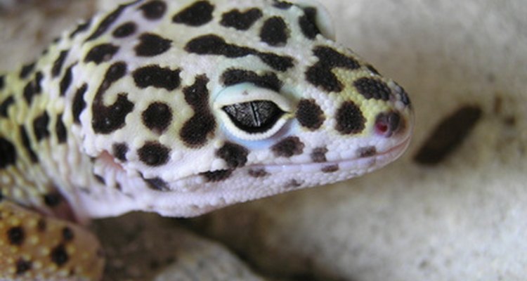 Los geckos leopardo son una de las especies de gecko más populares