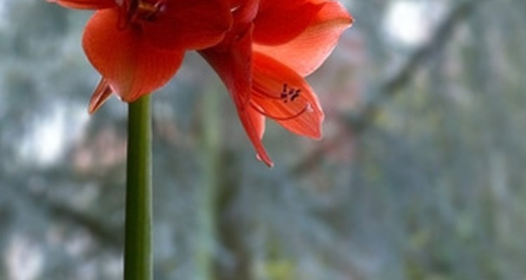 La planta Amaryllis tiene una flor visualmente llamativa.