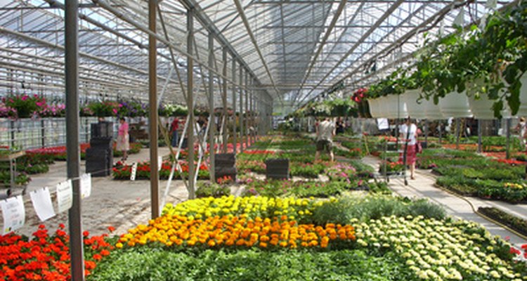Compra anualmente los liliums a un centro de jardinería.