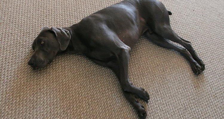 Las patas quebradas pueden ser muy dolorosas para tu perro y deben tratarse de inmediato.