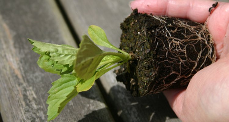 A semeadura indireta permite o controle das condições de cultivo das plantas jovens