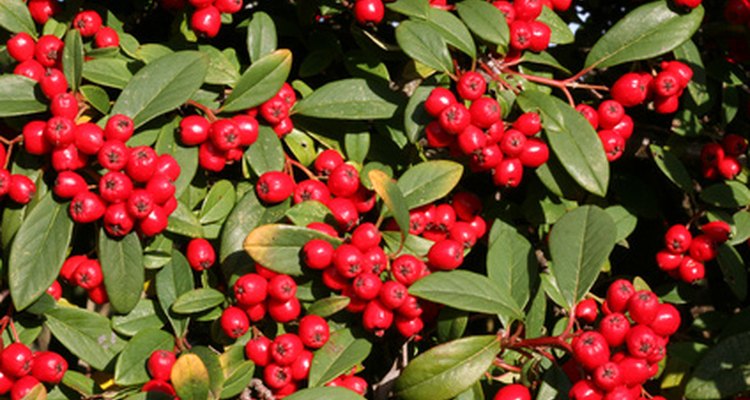 Pyracantha Coccinea grows bright-red berries.