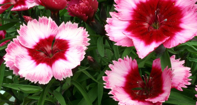A profusion of summer flowers