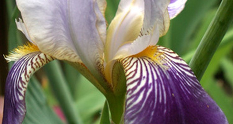 Iris can spread outside their intended space.