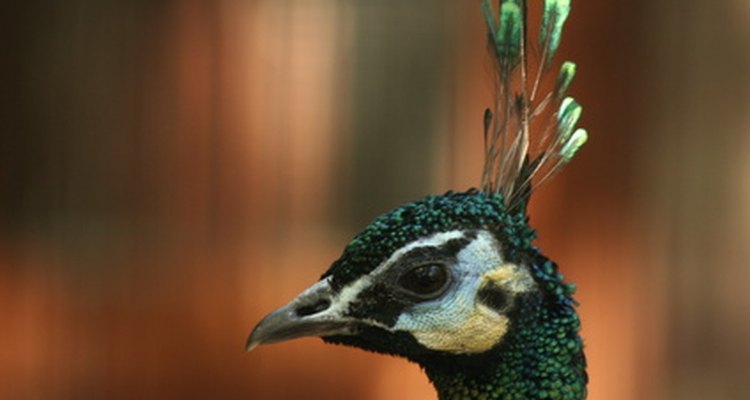 Green peacocks have deep green heads and display feathers.