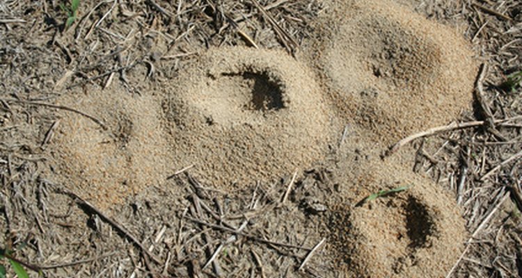 El hábitat de tus hormigas florecerá con la adición de una hormiga reina.