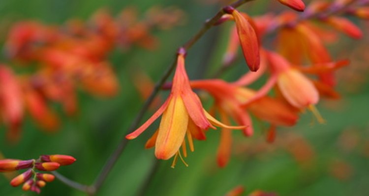 Crocosmia flowers in warm hues of yellow to red shades.