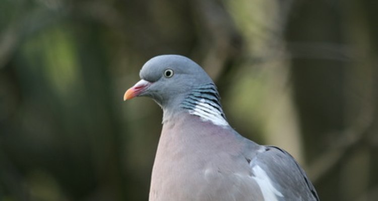 Most common: the wood pigeon