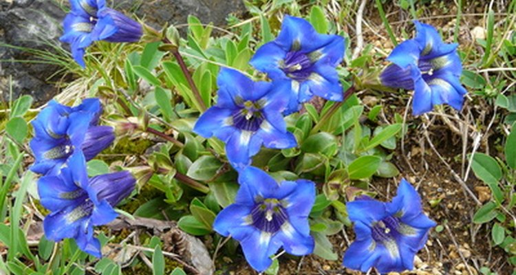 A genciana azul acrescenta um brilho metálico a paisagens de primavera da Itália