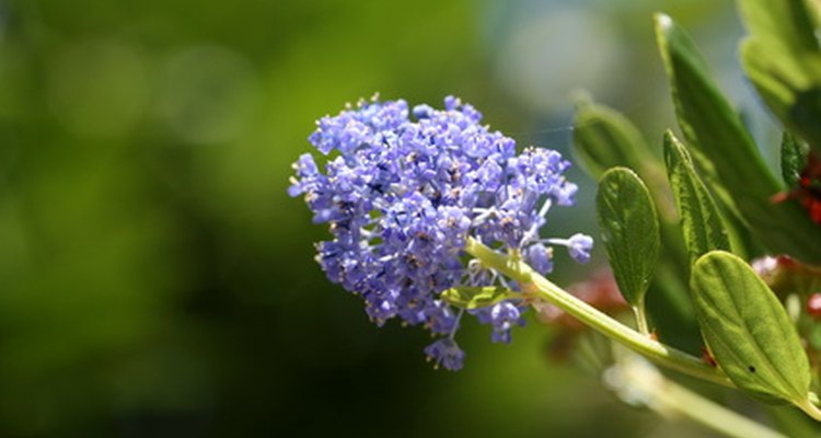 Some ceanothus shrubs produce blue or lavender-blue flowers, others white blooms.