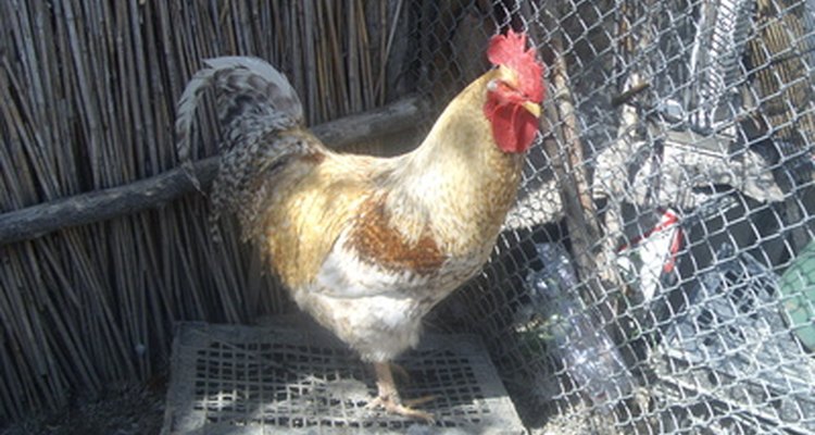 Los gallos tienen características que los diferencian de las gallinas.