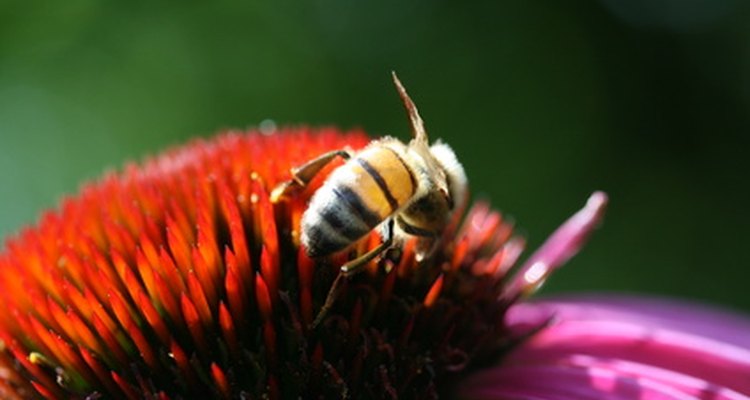 Las abejas obreras recogen polen y néctar de muchas plantas diferentes.