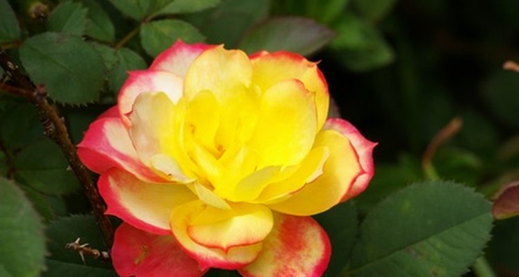 Las mini rosas requieren cuidados similares a las rosas de exterior regulares.