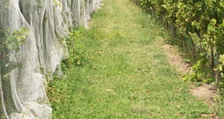 Netting used to protect orchards