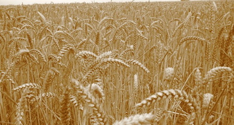 Hay diversas ventajas del uso de químicos para el control de plagas.