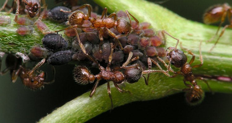 Las hormigas son razonablemente buenas hasta que se comen tus plantas.
