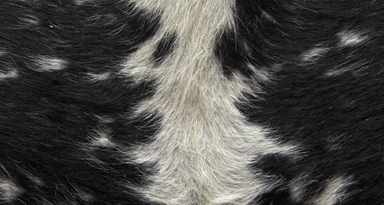 The quality of animal hides used for leather is often improved through treatment with pepsin.