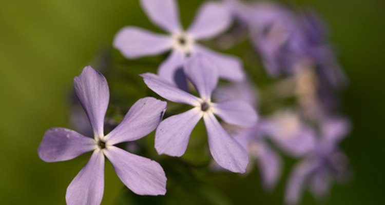 Phlox Flower Diseases