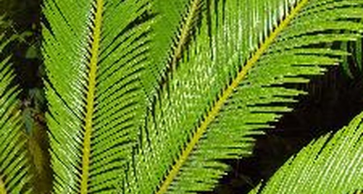 Las palmeras sagú necesitan al menos cuatro horas de luz solar directa.