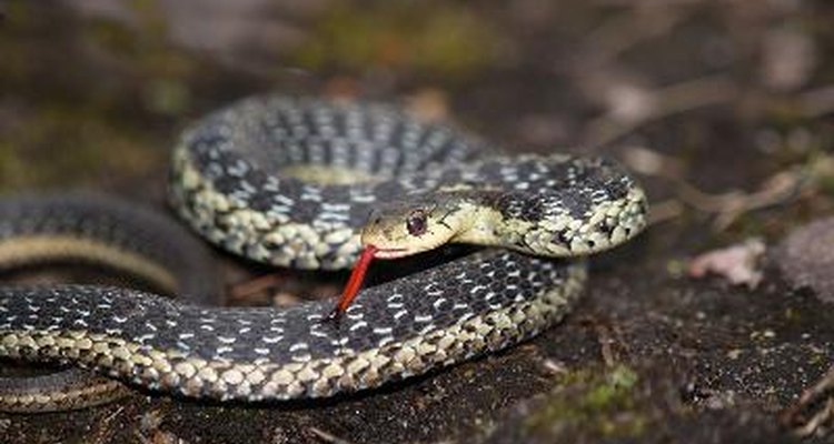 Naftalina pode funcionar como repelente para cobras.
