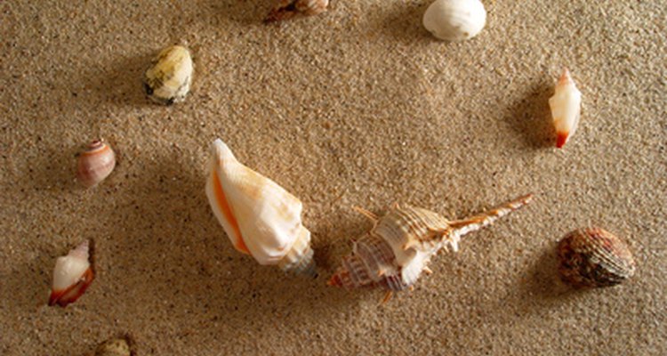 Glue shells to canvas in a shape or letter design.