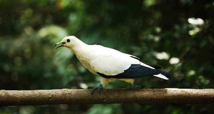 La taxidermia de un ave requiere gran habilidad y paciencia.