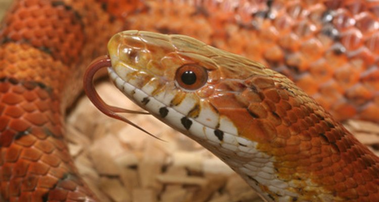 Corn snakes are popular pets for their beauty and ease of keeping.