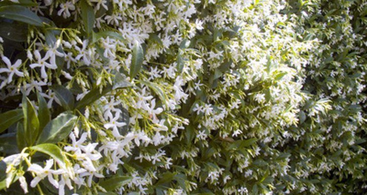 Confederate jasmine forms a dense vine.