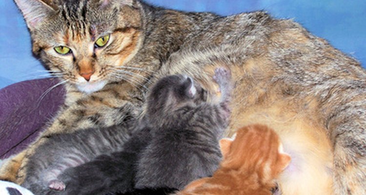 Los dueños de gatas en lactancia deberían prestarle mucha atención a la condición de los pezones de la madre.