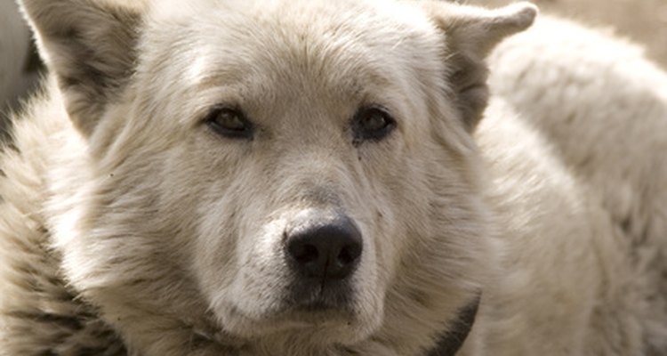 Al igual que los humanos, los perros también pueden sufrir amigdalitis.