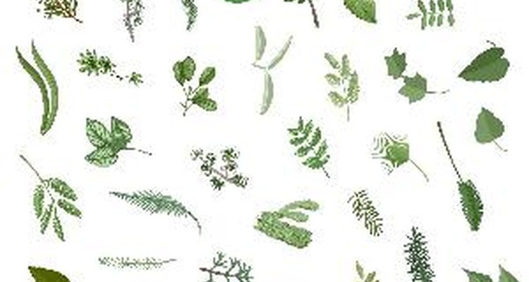 Study leaves in a nature club.