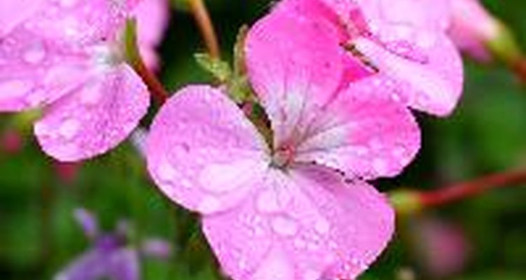 Ivy leaf geraniums bloom in whites, pinks, reds and into deep purples.