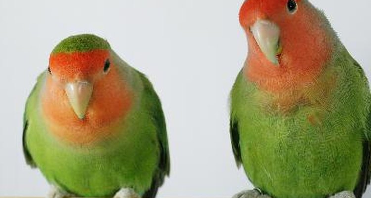 A pesar de que los periquitos se llevan bien juntos, dos pájaros hacen más ruido que uno.