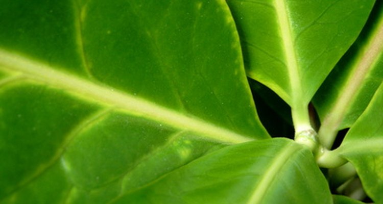 An AeroGarden grows plants without soil.