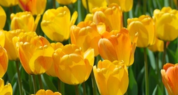 Con el cuidado adecuado, los tulipanes pueden florecer nuevamente en la primavera siguiente.